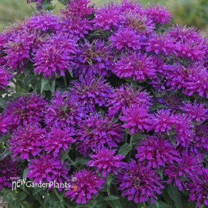 Monarda 'Grape Gumball' SUGAR BUZZ® Series