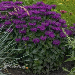 Monarda 'Grape Gumball' SUGAR BUZZ® Series