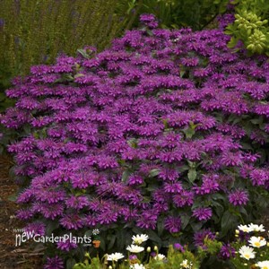 Monarda 'Grape Gumball' SUGAR BUZZ® Series