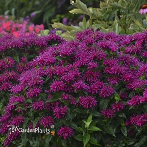 Monarda 'Grape Gumball' SUGAR BUZZ® Series