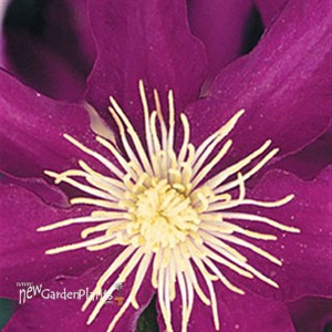 'Jackmanii' Clematis