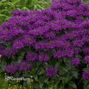 Monarda 'Grape Gumball' SUGAR BUZZ® Series