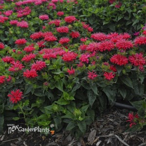 Monarda didyma 'Pardon My Cerise' Pardon My Series