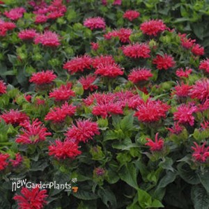 Monarda didyma 'Pardon My Cerise' Pardon My Series