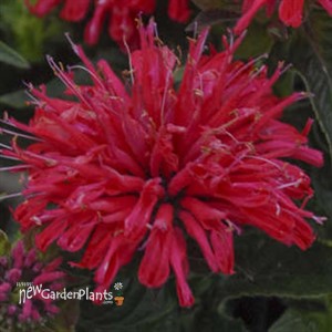 Monarda didyma 'Pardon My Cerise' Pardon My Series