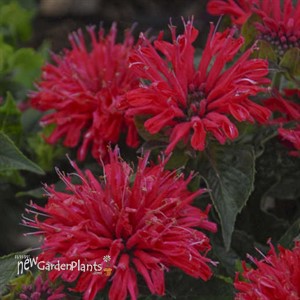 Monarda didyma 'Pardon My Cerise' Pardon My Series
