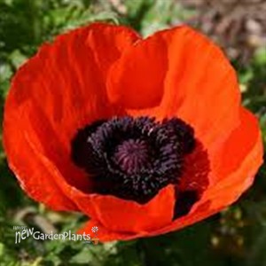 Papaver orientale Allegro