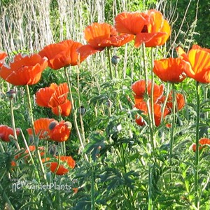 Papaver orientale Allegro
