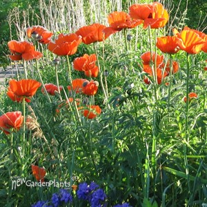 Papaver orientale Allegro