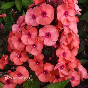 Phlox p. 'Younique Orange'
