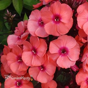 Phlox p. 'Younique Orange'