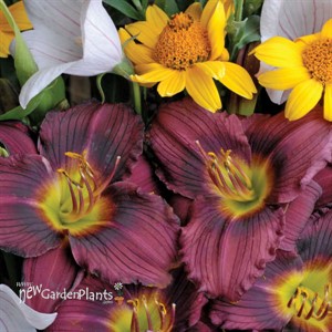 'Little Grapette'  Daylily