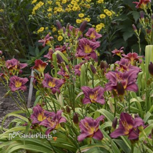 'Little Grapette'  Daylily