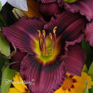 'Little Grapette'  Daylily