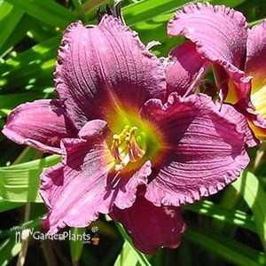 'Little Grapette'  Daylily