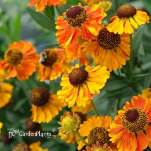 Helenium 'Mardi Gras' Sneezeweed or Helen's flower