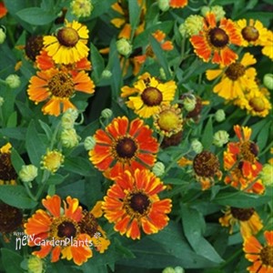 Helenium 'Mardi Gras' Sneezeweed or Helen's flower