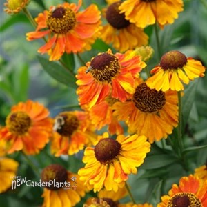 Helenium 'Mardi Gras' Sneezeweed or Helen's flower