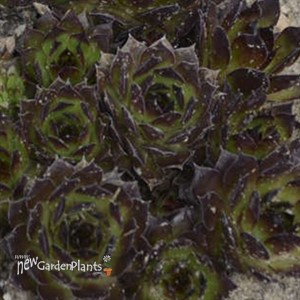 Sempervivum 'Black'
