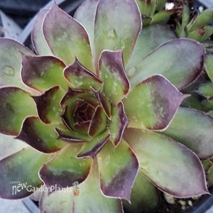 Sempervivum 'Black'