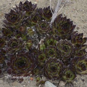 Sempervivum 'Black'