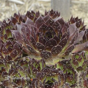 Sempervivum 'Black'