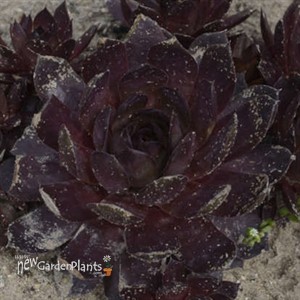 Sempervivum 'Peggy'