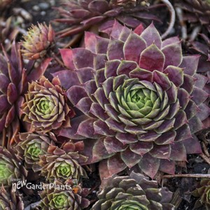 Sempervivum 'Peggy'
