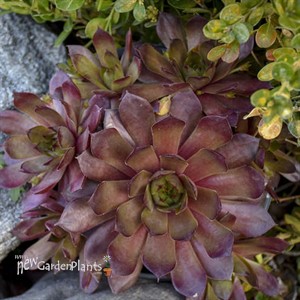 Sempervivum 'Peggy'