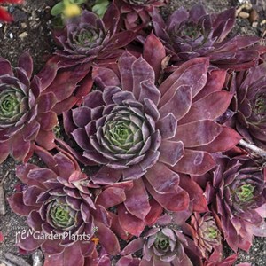 Sempervivum 'Peggy'
