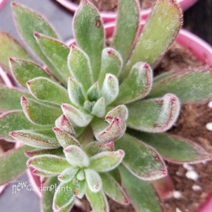 Echeveria 'Setosa Arrow'