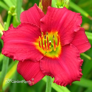 'Pardon Me' Daylily