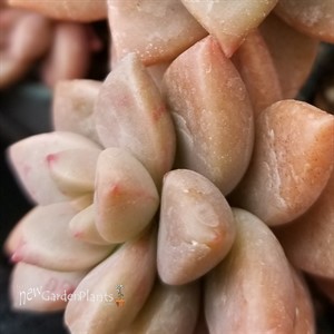 Graptosedum ‘California Sunset’ 