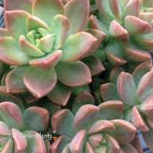 Graptosedum ‘California Sunset’ 