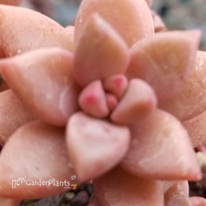 Graptosedum Vera Higgins