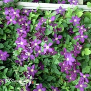 'Jackmanii' Clematis