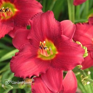 'Pardon Me' Daylily
