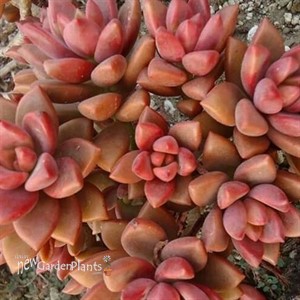 Graptosedum Vera Higgins