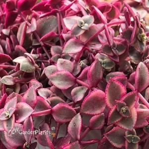 Calico Kitten crassula 