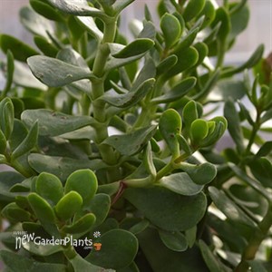 Small Red Carpet Stonecrop Crassula radicans