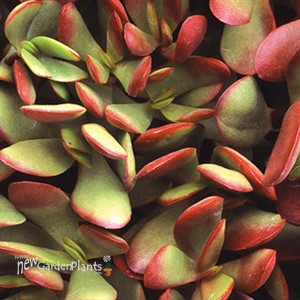 Small Red Carpet Stonecrop Crassula radicans