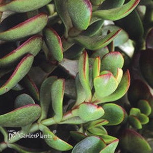 Small Red Carpet Stonecrop Crassula radicans