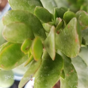 Small Red Carpet Stonecrop Crassula radicans