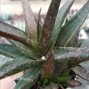 Aloe ‘Black Gem’ 
