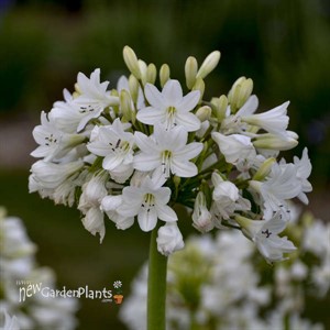 Agapanthus 'Galaxy White' Galaxy Collection