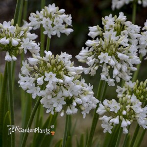 Agapanthus 'Galaxy White' Galaxy Collection