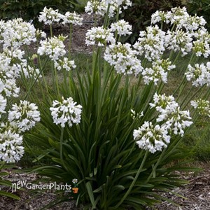 Agapanthus 'Galaxy White' Galaxy Collection