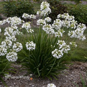 Agapanthus 'Galaxy White' Galaxy Collection