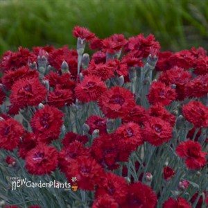 Dianthus 'Maraschino' FRUIT PUNCH® Series