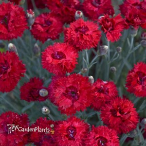 Dianthus 'Maraschino' FRUIT PUNCH® Series